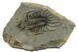 Alien-Looking Quadrops Trilobite - Huge, Top-Quality Example #350477-3